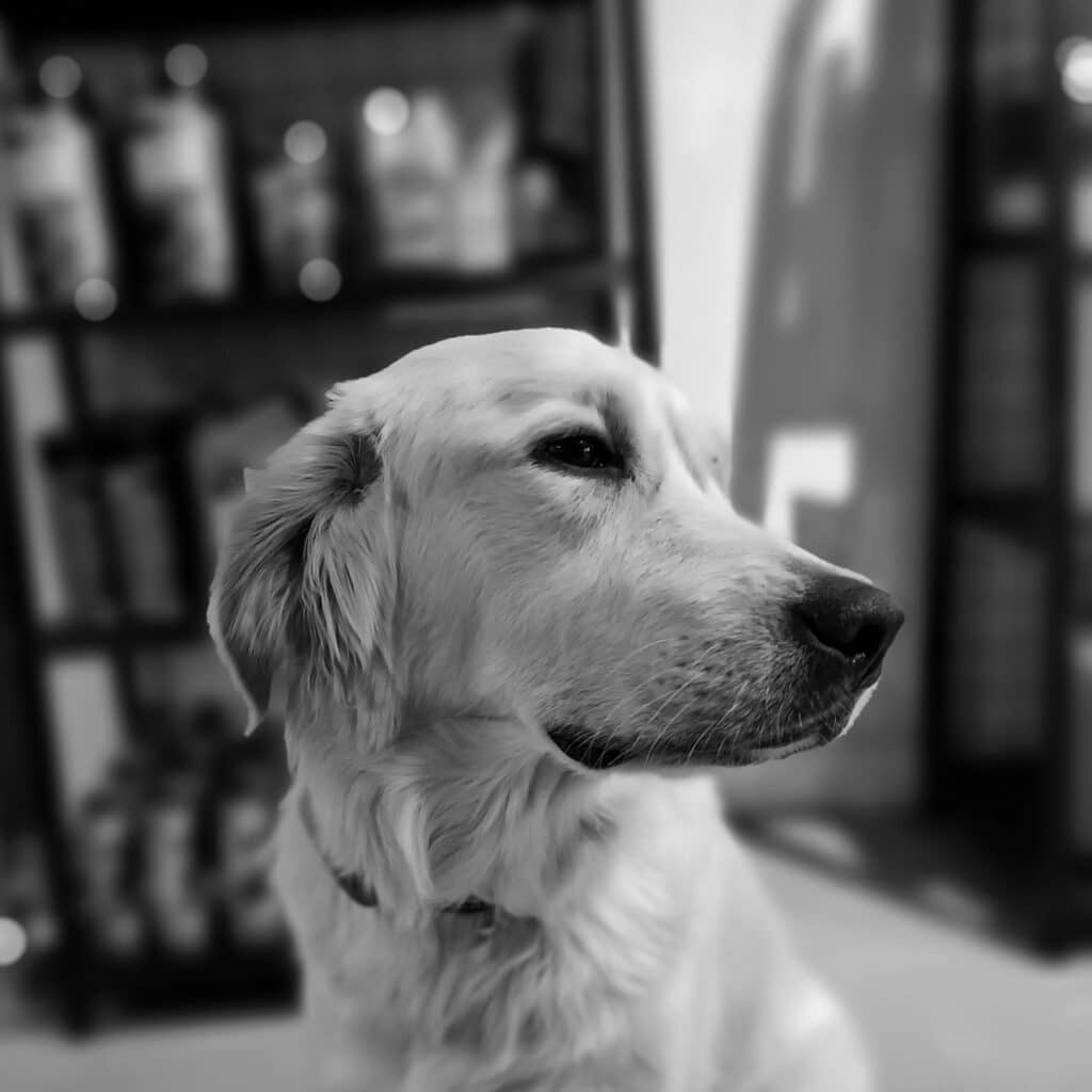 Portrait Noir et Blanc Réfléchi d'un Golden Retriever Portrait noir et blanc d'un Golden Retriever à poil clair, regardant pensivement vers la droite avec un arrière-plan flou.